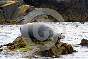 Moulting Atlantic Grey Seal lying on rock photo