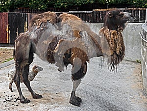 Moulting bactrian camel 1