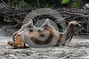 Moulting bactrian camel 4