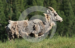 Moulting Bighorn Sheep