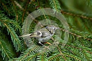 Moulting Goldcrest at firtree
