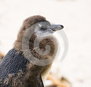 Moulting Juvenile African Penguin