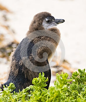 Moulting Juvenile African Penguin