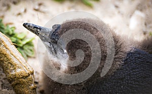 Moulting Juvenile African Penguin photo