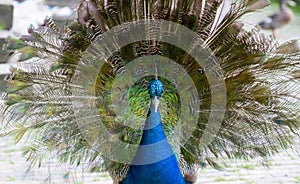 Moulting peacock photo