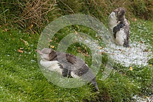 Moulting penguins photo