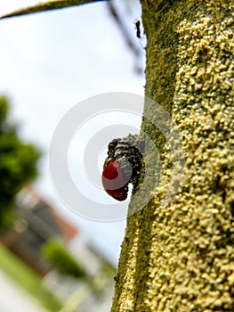 Moulting Red Ladybird beetle