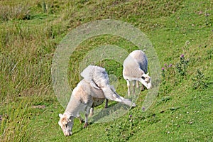 Moulting sheep grazing