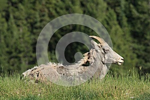 Moulting Sheep Resting