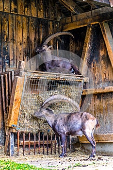 Mounatin goats kept in an enclosure near to the summit of Pfander mountain near Bregenz, Austria....IMAGE