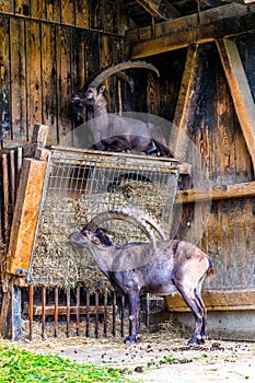 Mounatin goats kept in an enclosure near to the summit of Pfander mountain near Bregenz, Austria....IMAGE