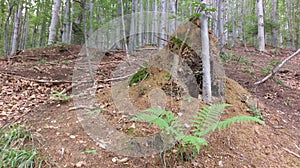 Mound of ant nest in beech forest