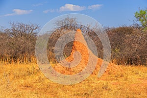 Mound-building termites. Waterberg Plateau National Park, Namibia