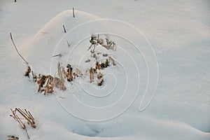 Kopec suchej trávy pokrytý snehom, detail. Zimná téma