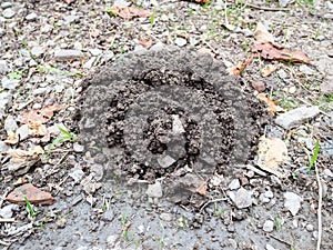 Mound of earth dug by mole close up