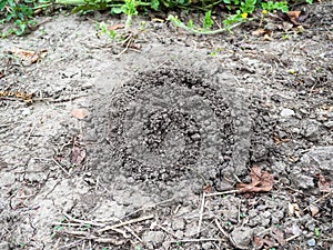 Mound of earth dug by mole in garden