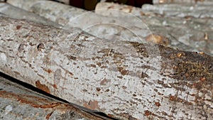 A mound of freshly cut trees/logs