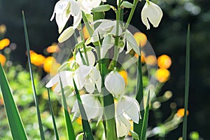 Mound Lily - Yucca