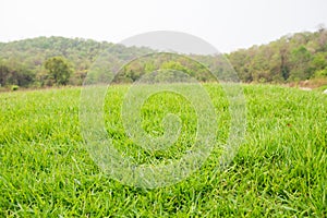 mound slope green grass