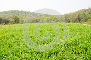 mound slope green grass