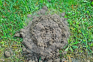 Mound of soil dug by mole.