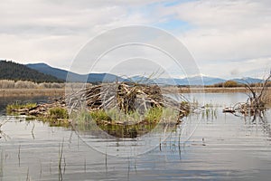 Mound of Sticks at a Beaver Dam photo