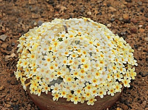 A mound of Yellow Dionysia flowers