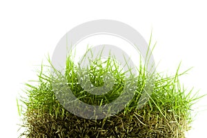 Mound of zoysia wet grass photo