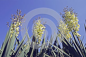 Moundlily yucca in blooming