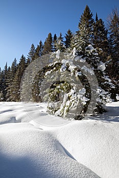 Mounds of fluffy snow in a meadow