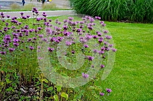 Mounds with perennial beds of fila and red colors on the lawn. if the flowers are in circles on the hills, they stand out better.