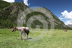Mount Altai State Natural Biospheric Reserve photo
