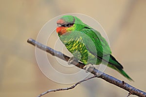 Mount Apo lorikeet