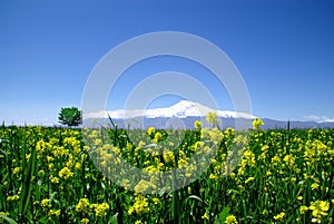 Mount Ararat