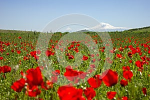 Mount Ararat. beautiful view from Armenia