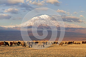 Mount Ararat with sheep, Turkey