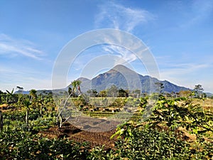 Mount arjuna East Java