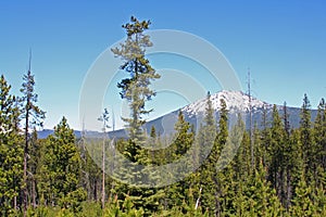 Mount Bachelor from the Deschutes National Forest