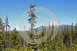 Mount Bachelor from the Deschutes National Forest photo