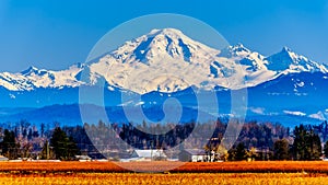 Mount Baker, a dormant volcano in Washington State viewed from the Blueberry Fields of Glen Valley near Abbotsford BC, Canada photo