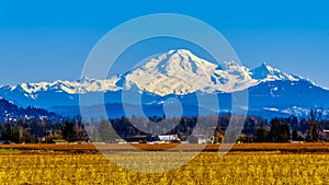 Mount Baker, a dormant volcano in Washington State viewed from the Blueberry Fields of Glen Valley near Abbotsford BC, Canada