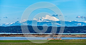 Mount Baker Landscape 3