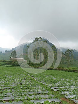 mount  bebeautiful scenery wood