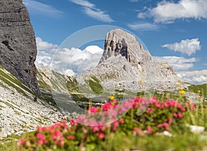 Mount Becco di Mezzodi and red colored mountain flowers