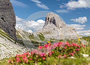 Mount Becco di Mezzodi and red colored mountain flowers photo