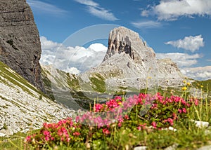Mount Becco di Mezzodi and red colored mountain flowers photo