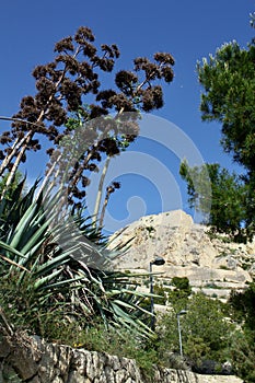 Mount Benacantil in Alicante seen through pine trees and plants