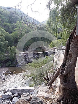 mount bridge river trees wildlife birds