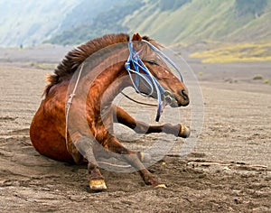 MOUNT BROMO HORSE