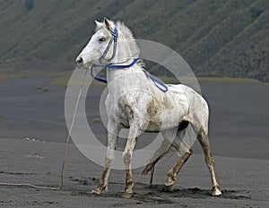 MOUNT BROMO HORSE